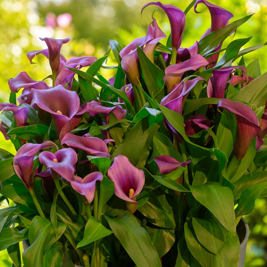 Calla Lily Paco Bulbs  2