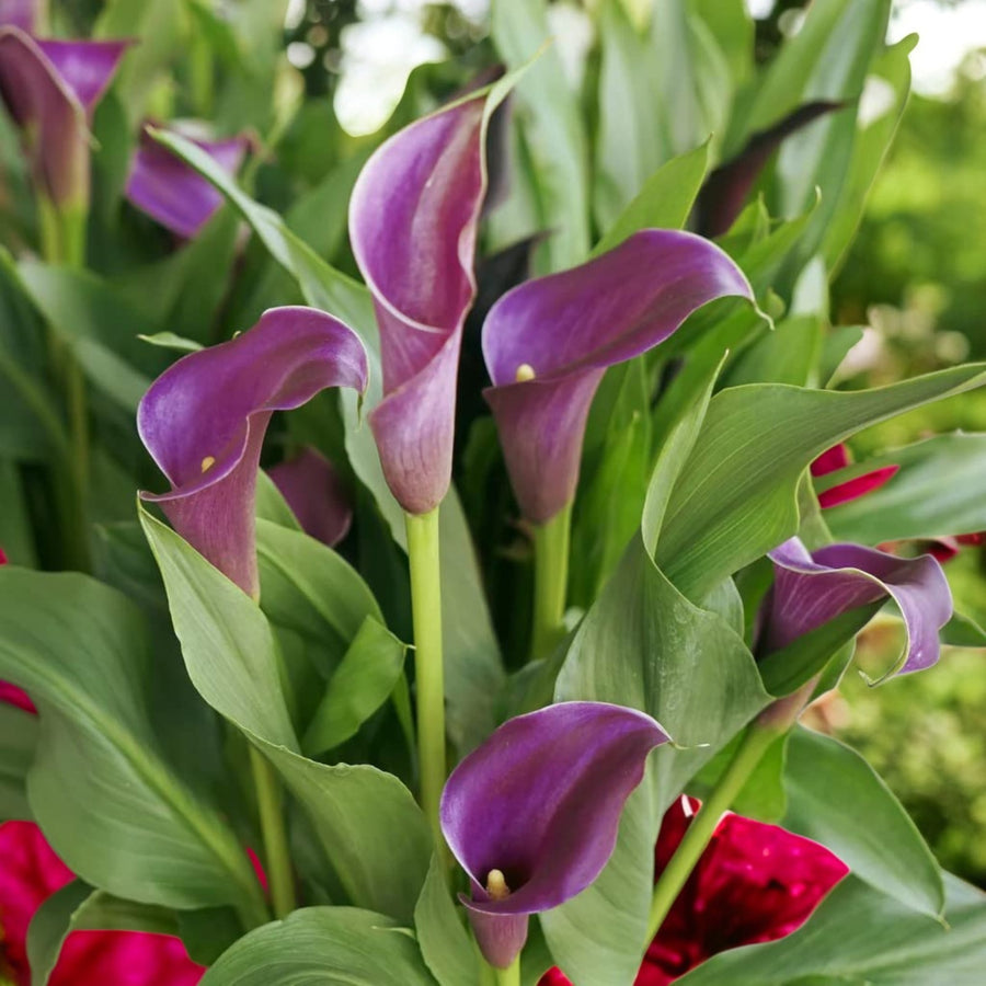Calla Lily Paco Bulbs  1