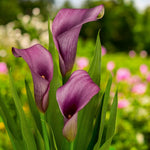 Calla Lily Paco Bulbs  3