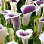 Calla Lily Picasso Bulbs  3