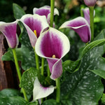 Calla Lily Picasso Bulbs  1