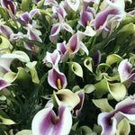 Calla Lily Picasso Bulbs  2