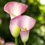 Calla Lily Daybreak Mix Bulbs  5