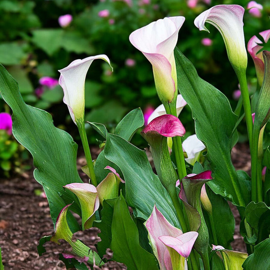 Calla Lily Pink Melody Bulbs  2