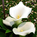 Calla Lily Aethiopica Bulbs  3