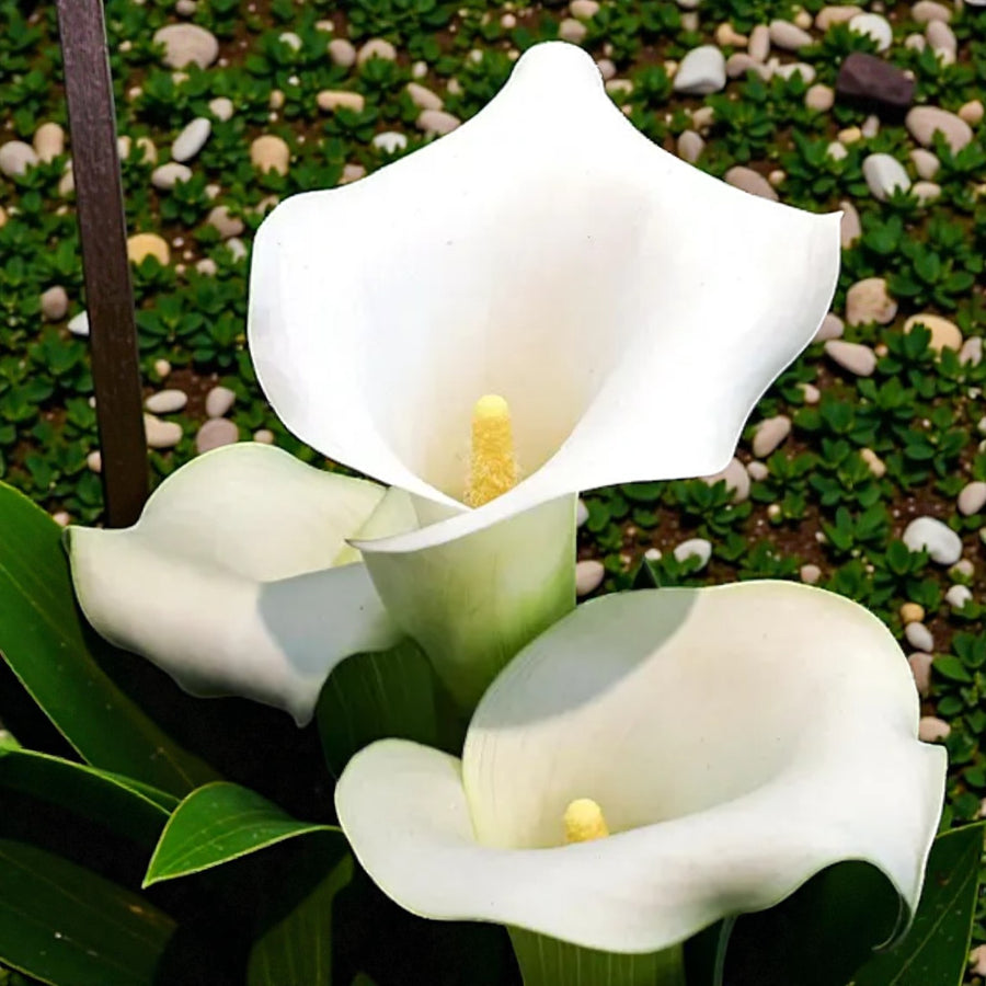 Calla Lily Aethiopica Bulbs  3