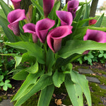 Calla Lily Amethyst Bulbs  3