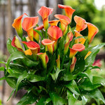 Calla Lily Callista Bulbs  3
