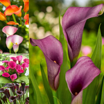 Calla Lily Sunset Glow Mix Bulbs  1