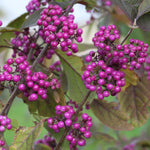 Callicarpa Bodinieri - Profusion  2