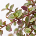 Callisia Repens Turtle Vine Plant  4