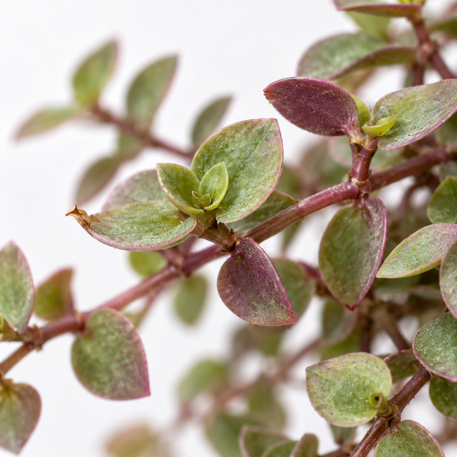 Callisia Repens Turtle Vine Plant  4