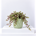 Callisia Repens Turtle Vine Plant  1