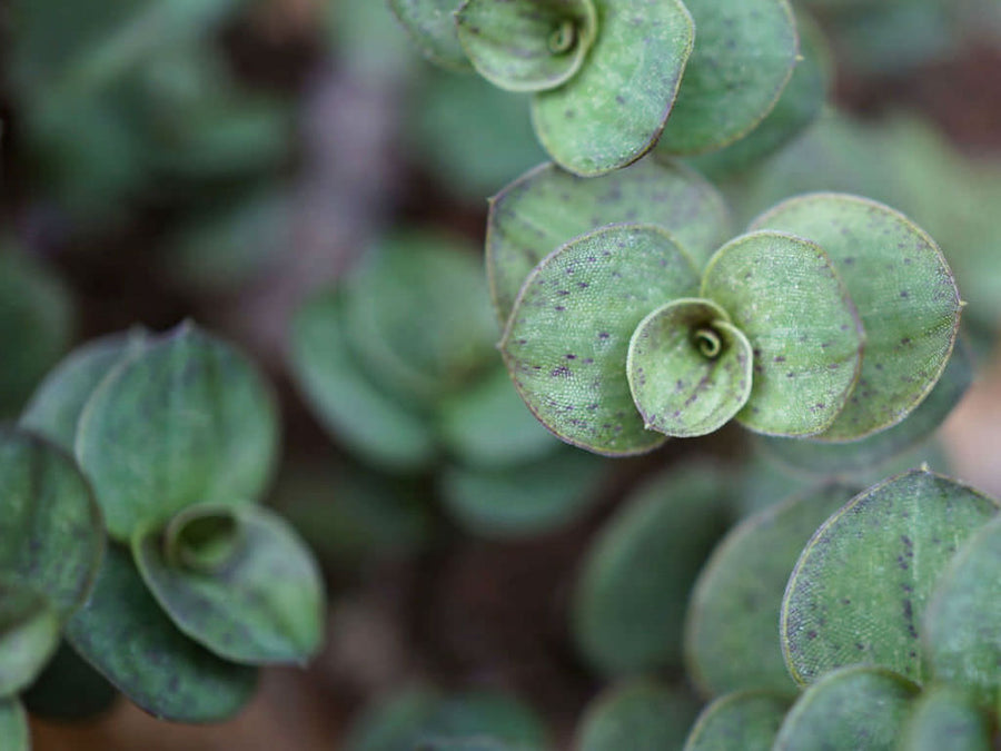 Callisia Repens Turtle Vine Plant Callisia-repens-Turtle-Vine1 5