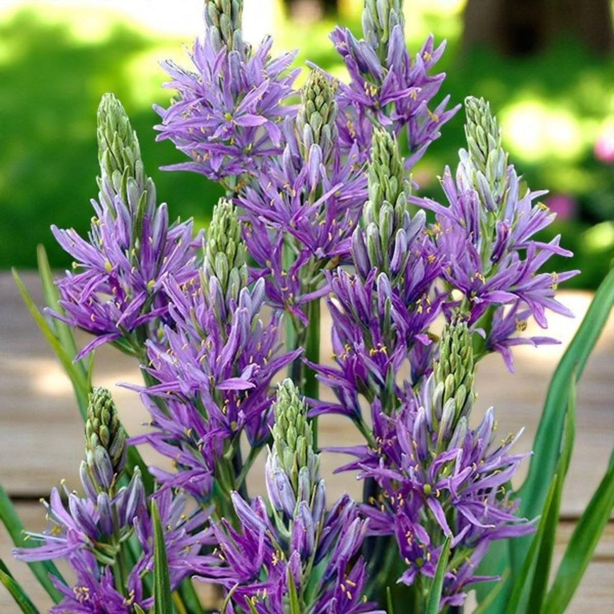 Camassia Quamash 'Wild Hyacinth' Spring Bulbs Group of Camassia quamash plants flowering with bright purple petals. 2
