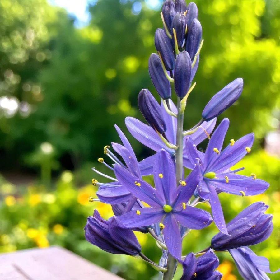 Camassia Quamash 'Wild Hyacinth' Spring Bulbs Tall purple Quamash blooms standing in full sunlight with green foliage. 1