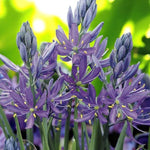 Camassia Quamash 'Wild Hyacinth' Spring Bulbs  Vibrant purple Camassia quamash blooms with green buds, against a garden backdrop. 3