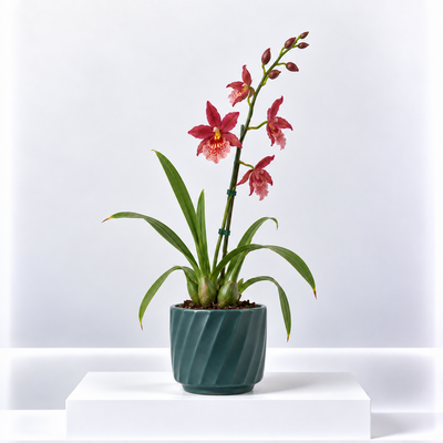 Red Orchid Cambria Nelly Isler
