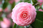 Camellia Japonica Plant  2