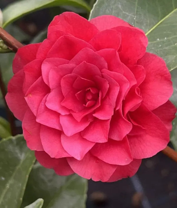 Camellia Japonica Plant  3