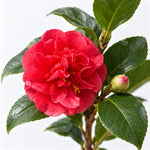 Hard To Kill Shrub Bundle - Euonymus, Camellia Lady Campbell, Pink Azalea & Pink Lavatera  4