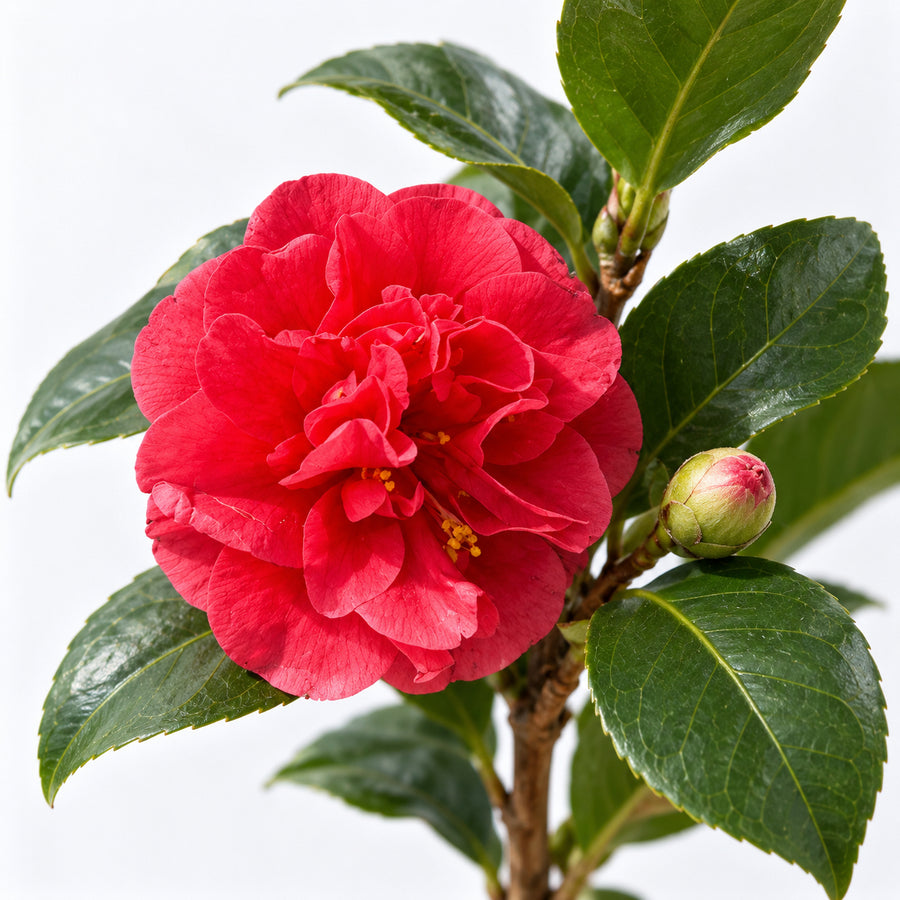 Hard To Kill Shrub Bundle - Euonymus, Camellia Lady Campbell, Pink Azalea & Pink Lavatera  4