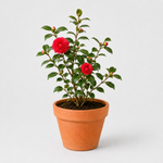 Hard To Kill Shrub Bundle - Euonymus, Camellia Lady Campbell, Pink Azalea & Pink Lavatera  3
