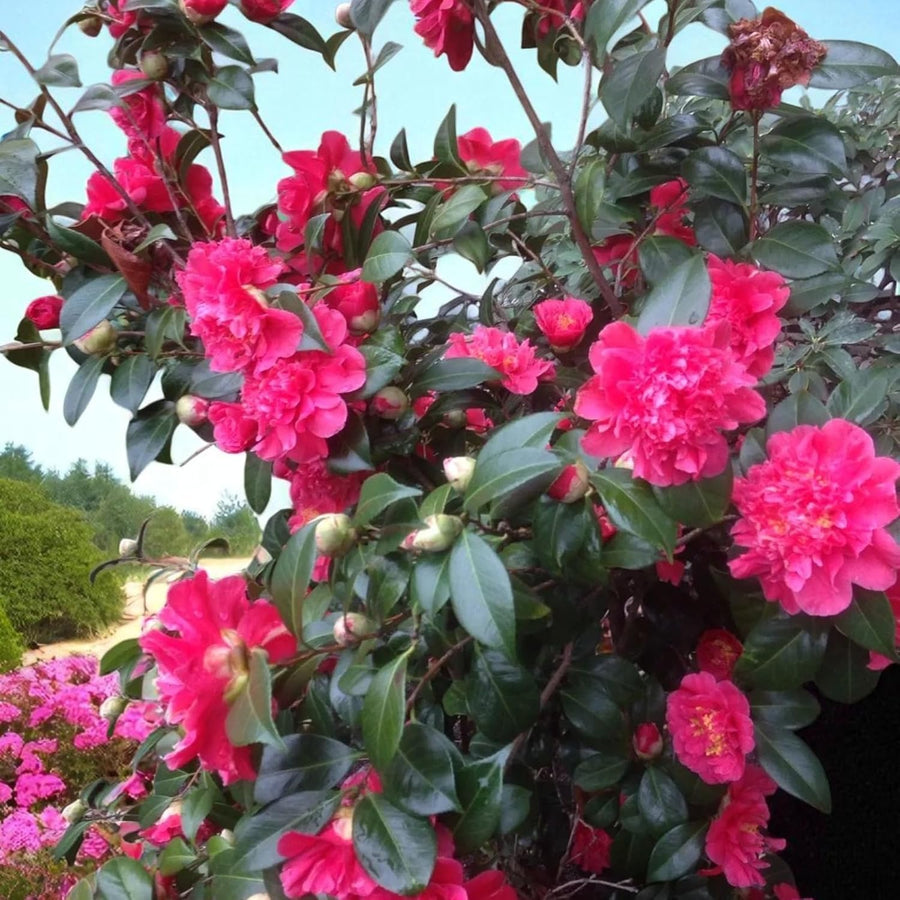 Camellia Anticipation  3