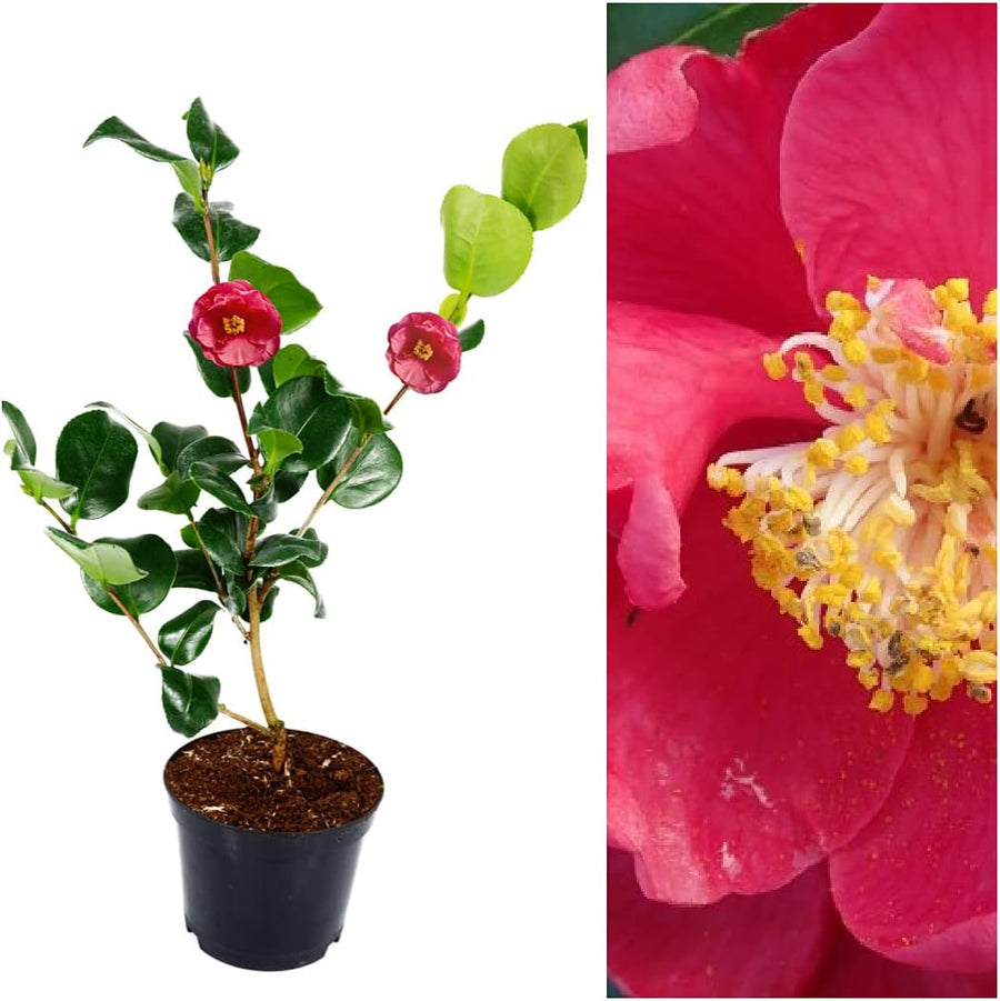 Camellia Doctor King Plant  2