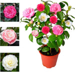 Camellia Japonica Tricolour  3