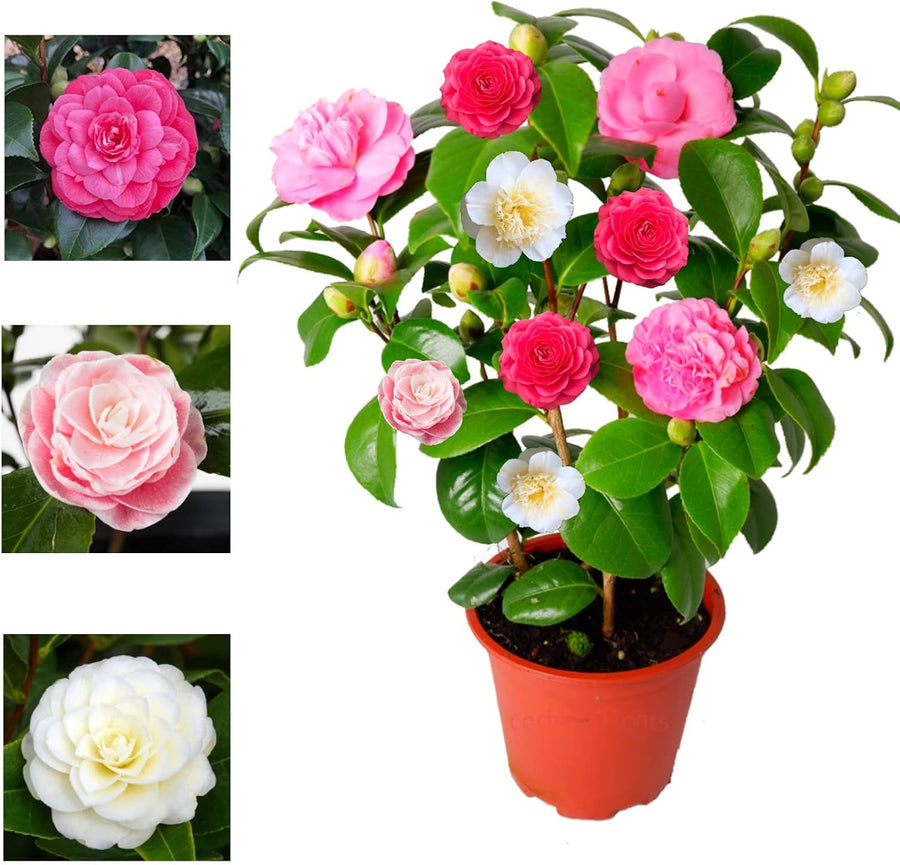 Camellia Japonica Tricolour  3