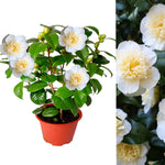 Camellia Japonica - Golden Anniversary Camellia Plant  3