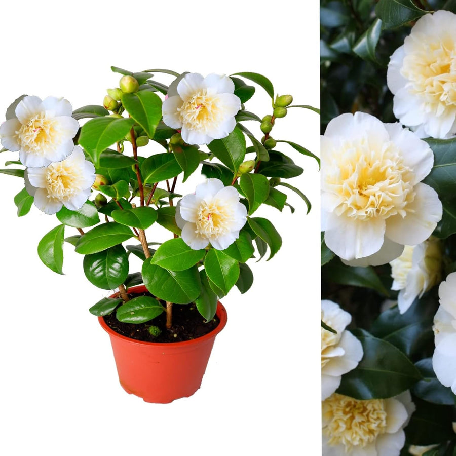 Camellia Japonica - Golden Anniversary Camellia Plant  3