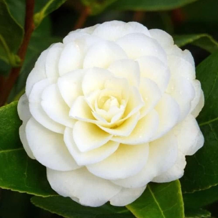 Camellia Japonica - Golden Anniversary Camellia Plant  4