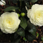 Camellia Japonica - Golden Anniversary Camellia Plant  1