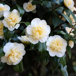 Camellia Japonica  6