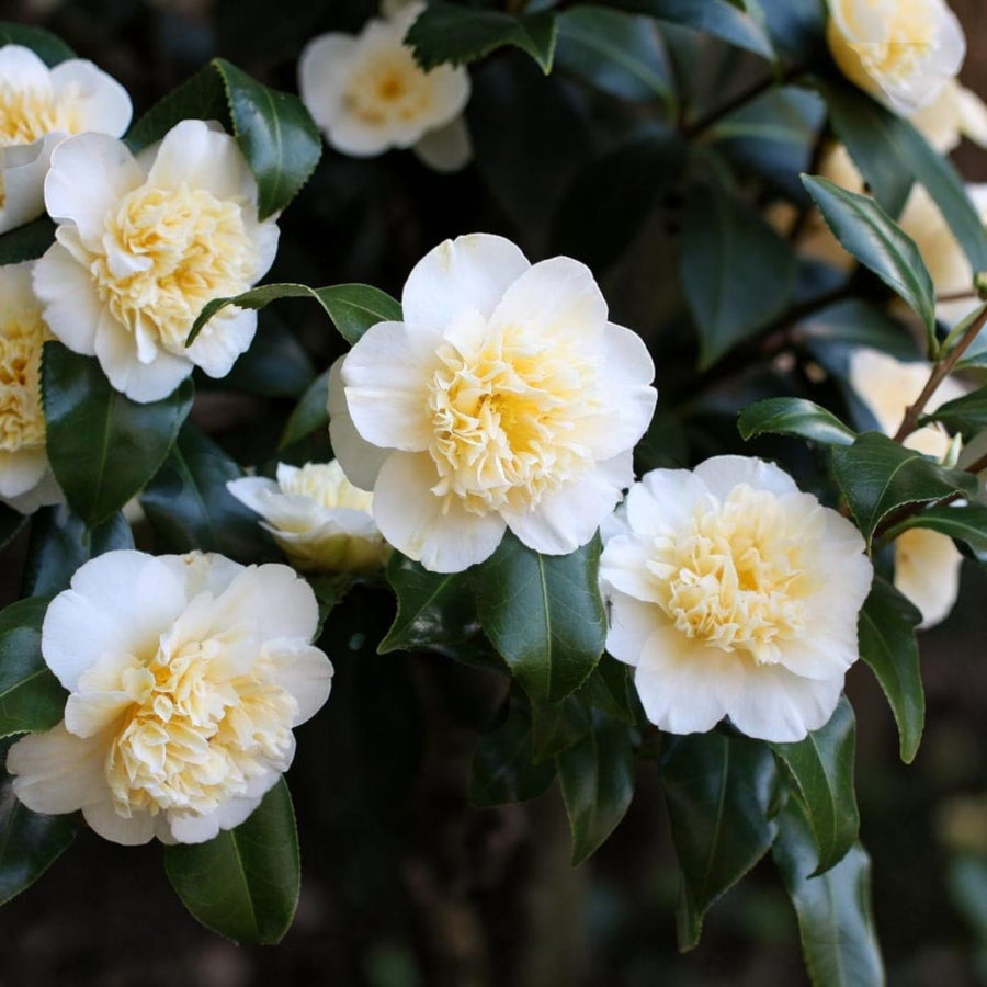 Camellia Japonica  6