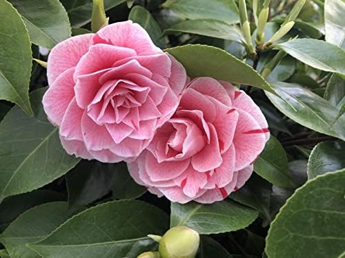 Camellia Japonica Bonomiana  2