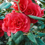 Camellia Japonica Curly Lady  2