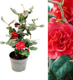 Camellia Japonica Curly Lady  3