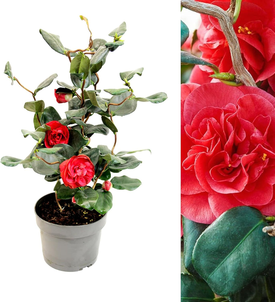 Camellia Japonica Curly Lady  3