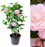 Pink Camellia Japonica Plant  1