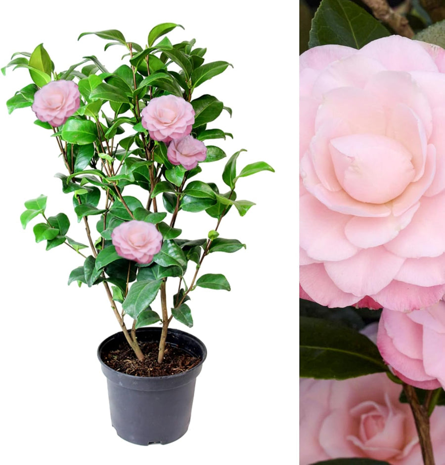Pink Camellia Japonica Plant  1