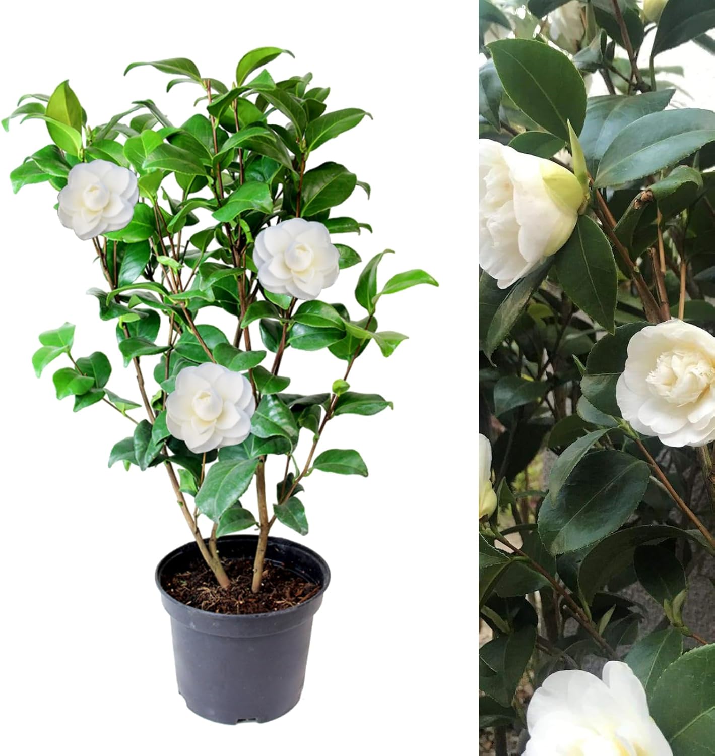 White Camellia Japonica Plant Spring Blooms white-camellia-japonica-plant-spring-blooms