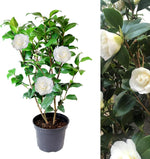 White Camellia Japonica Plant  1