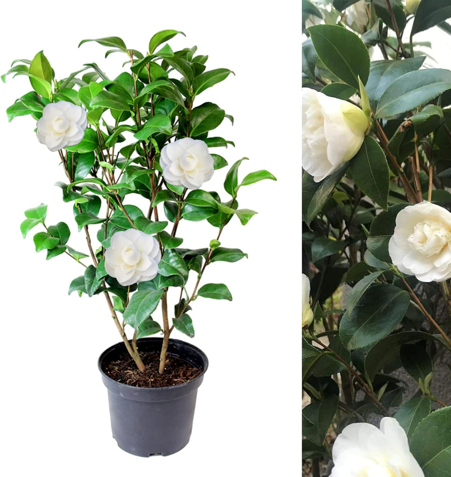 White Camellia Japonica Plant  1