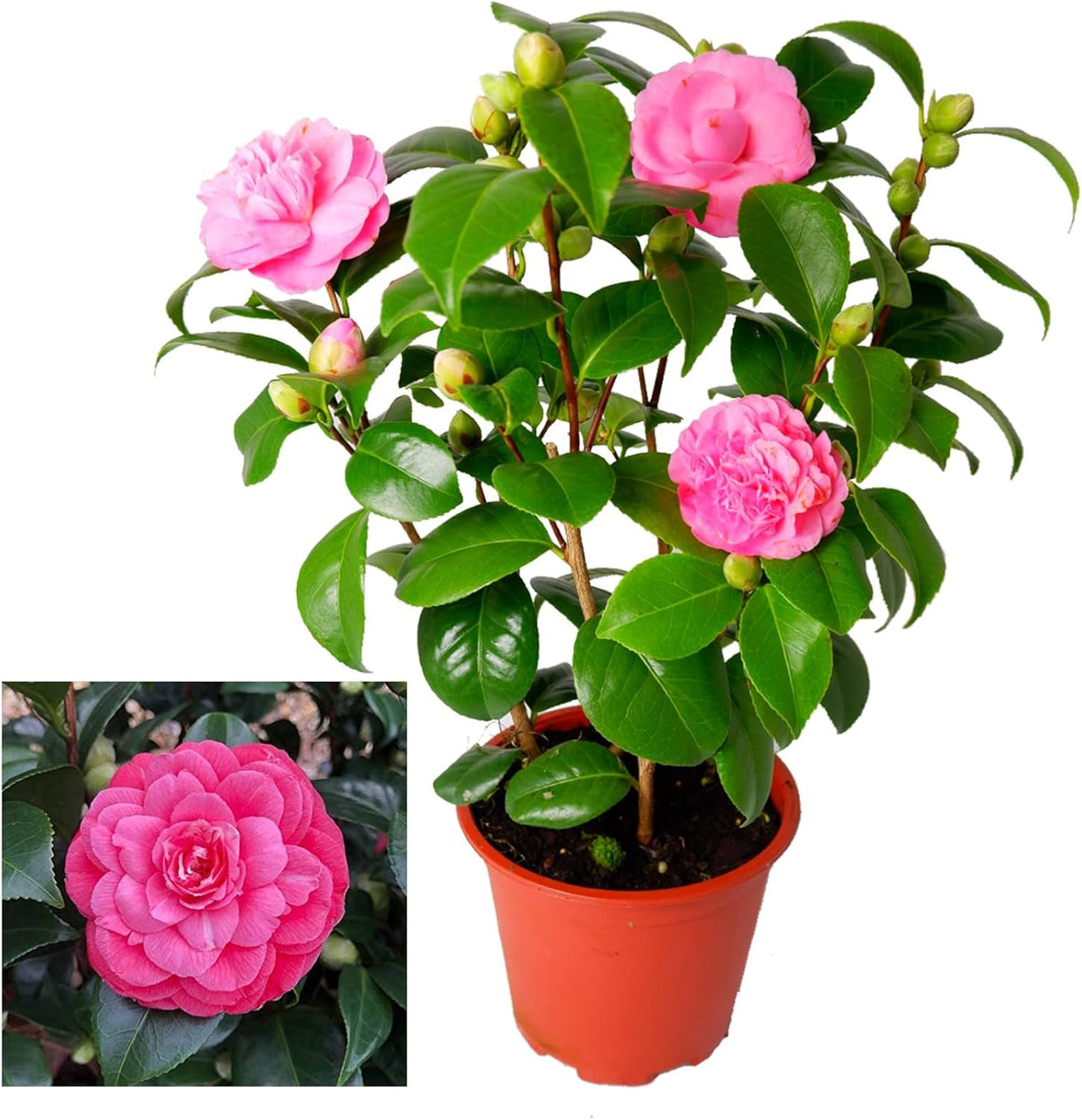 Camellia Japonica Principessa Baciocchi  3