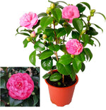 Camellia Japonica Principessa Baciocchi  3