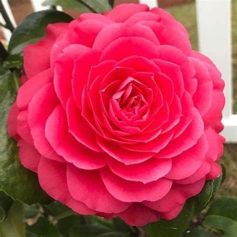 Camellia Japonica Principessa Baciocchi  1