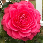 Camellia Japonica  8